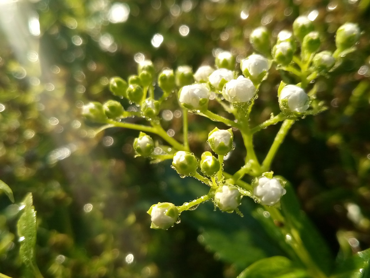 flower  nature  summer free photo