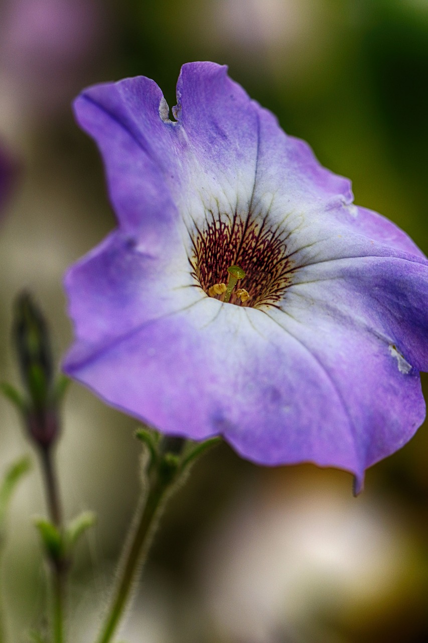 flower  macro  blossom free photo