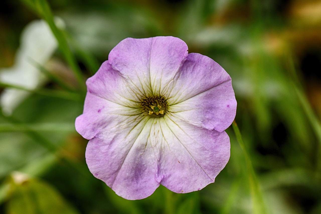 flower  macro  blossom free photo