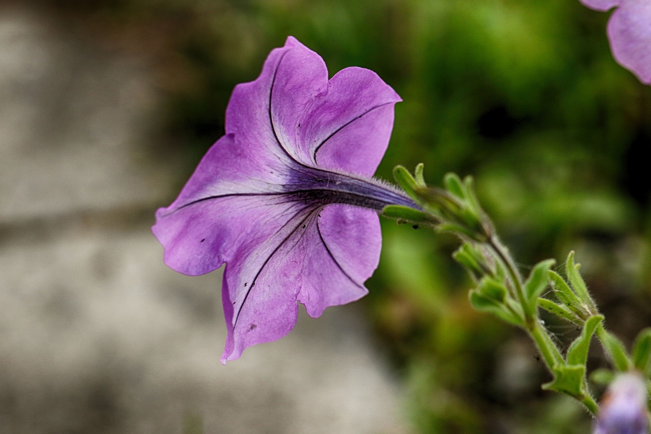 flower  macro  blossom free photo