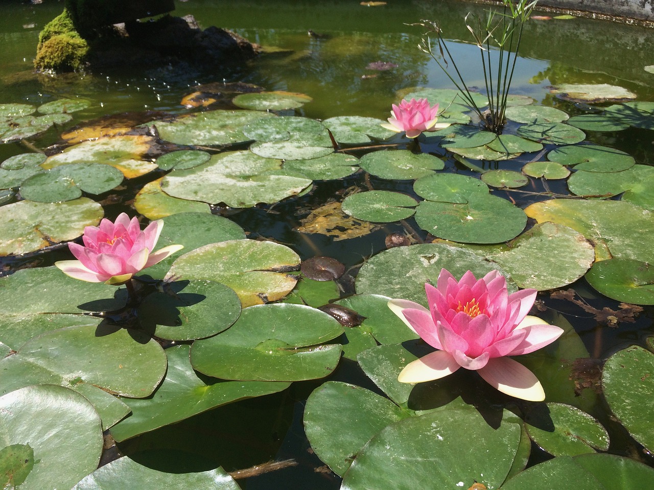 flower  pond  mirror free photo