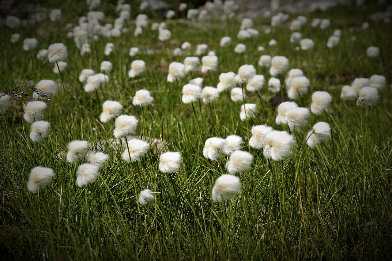 flower  alpine  plant free photo