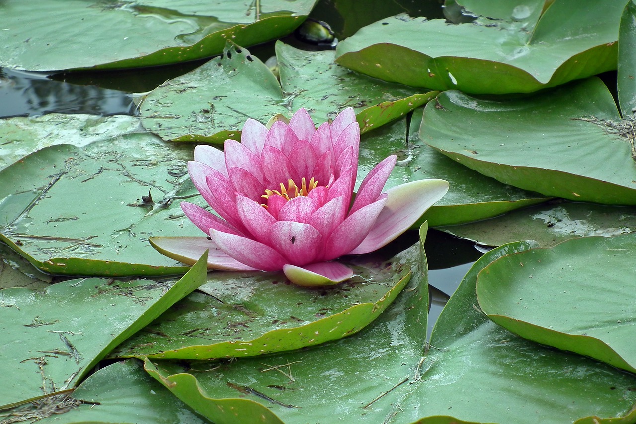 flower  water lily  pink free photo