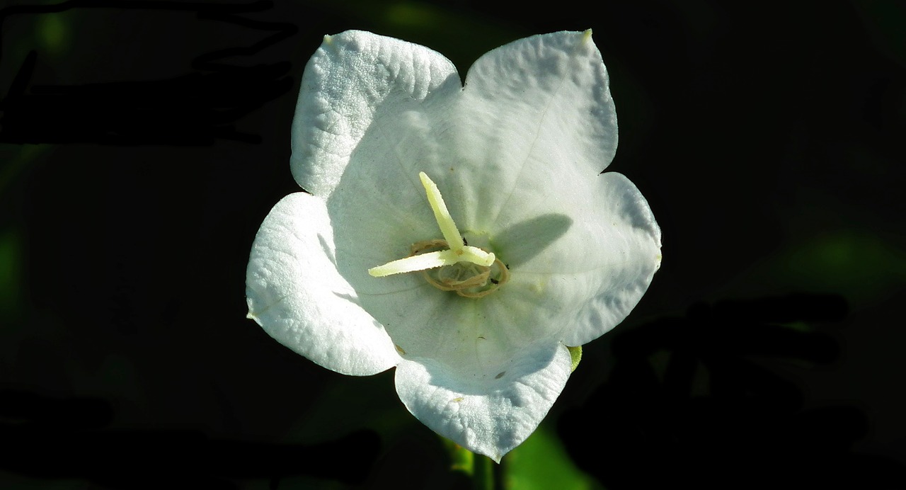 flower  rozwar  white free photo