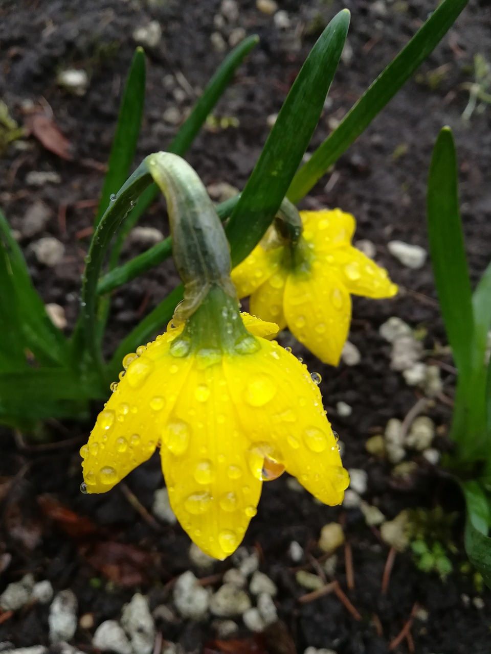 flower  daffodil  yellow free photo
