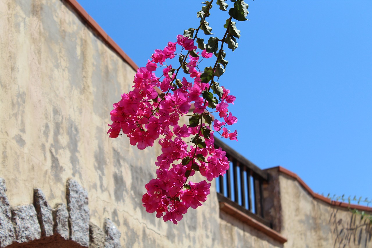 flower  summer  nature free photo