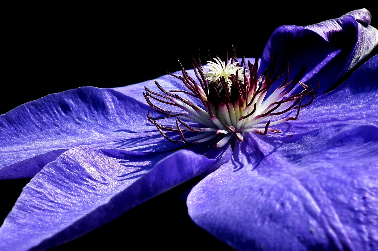 flower  clematis  garden free photo