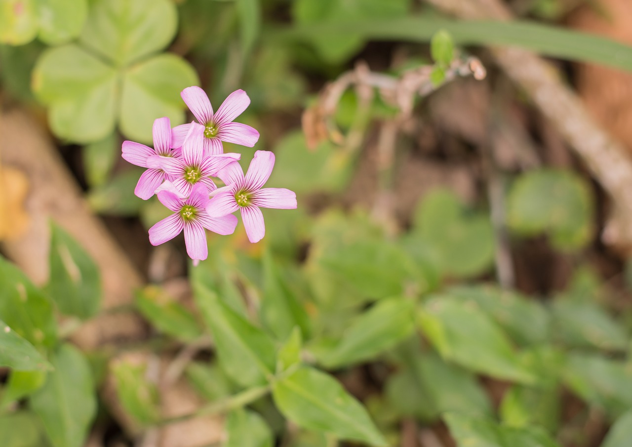 flower  green  vegetation free photo