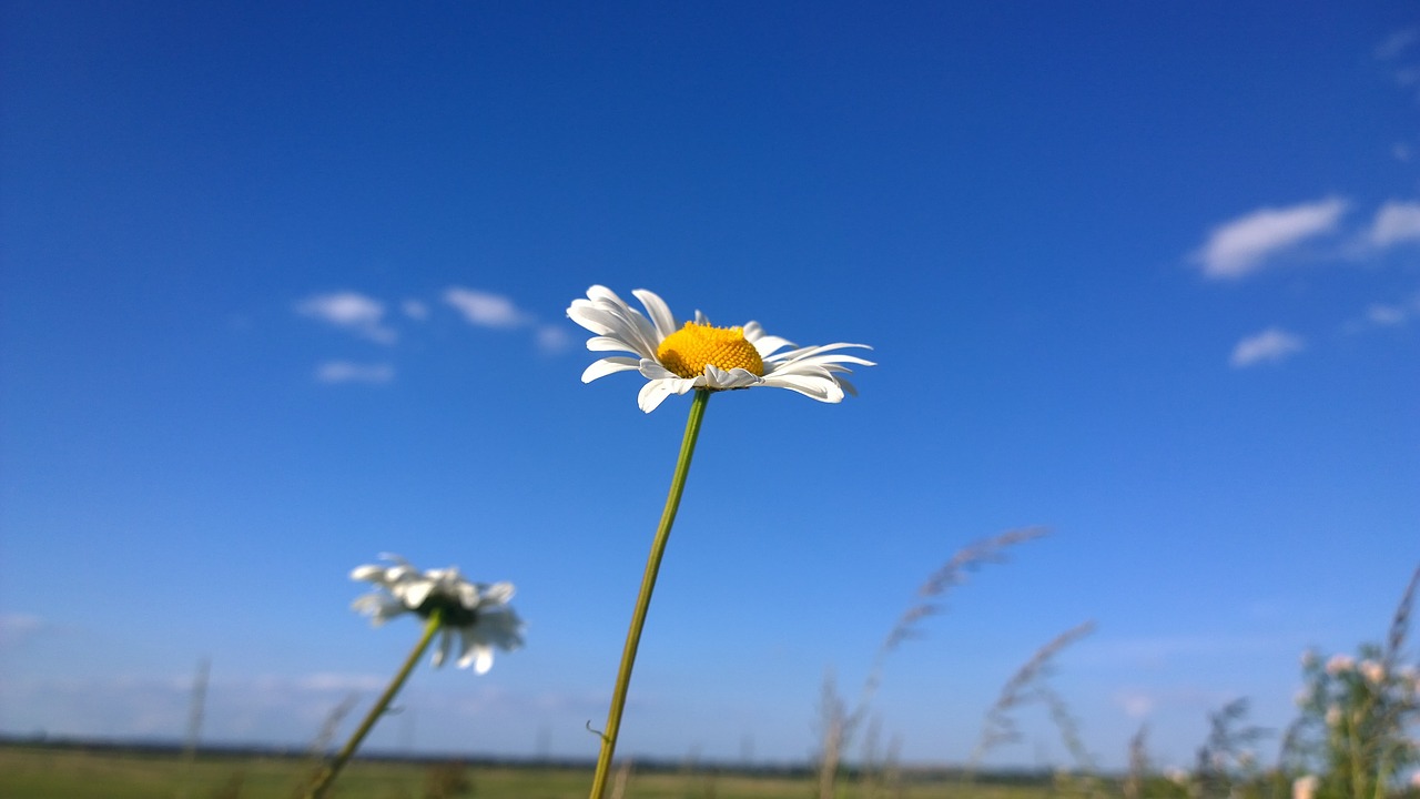 flower  daisy  blue sky free photo