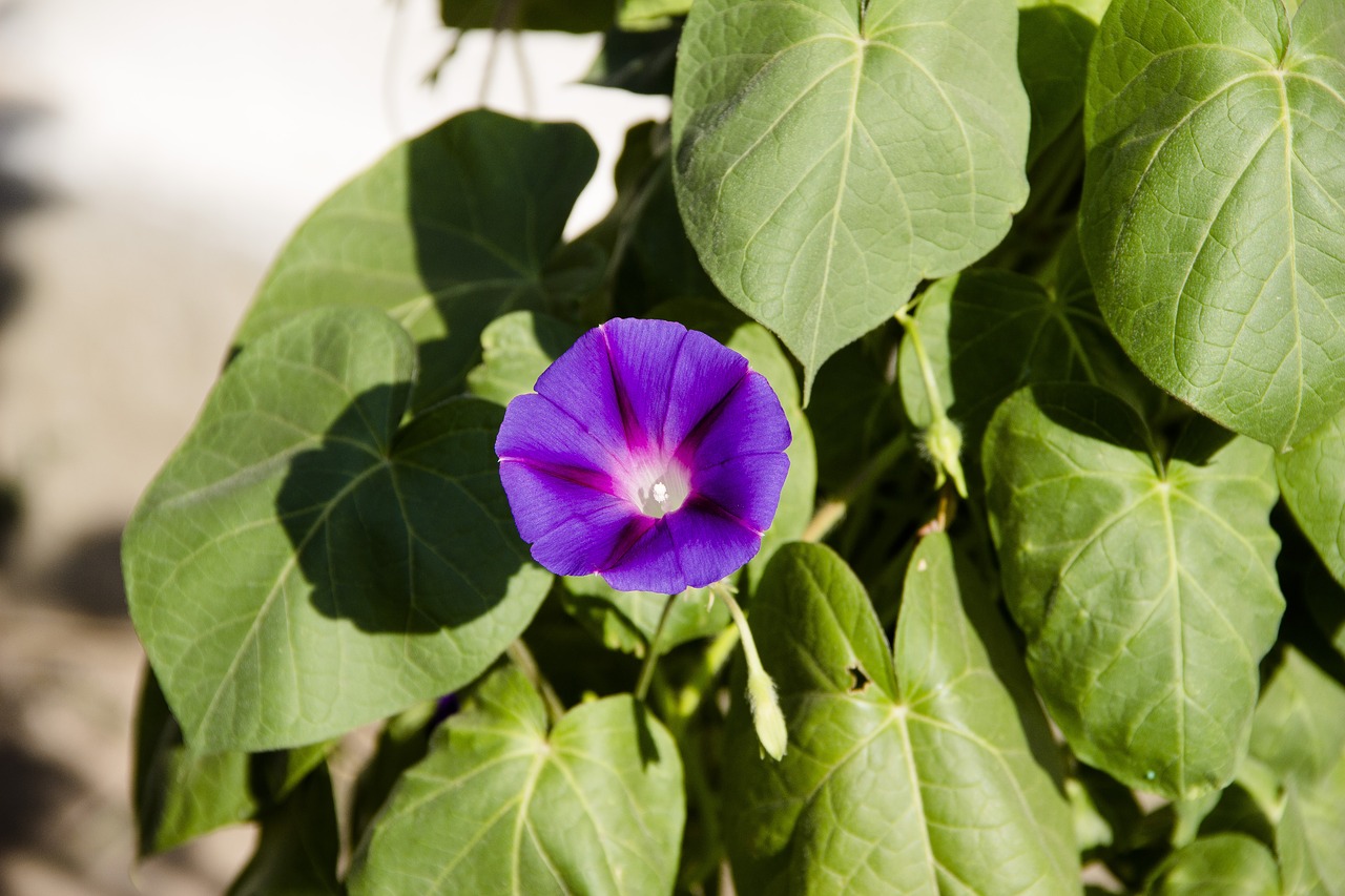 flower  garden  bloom free photo