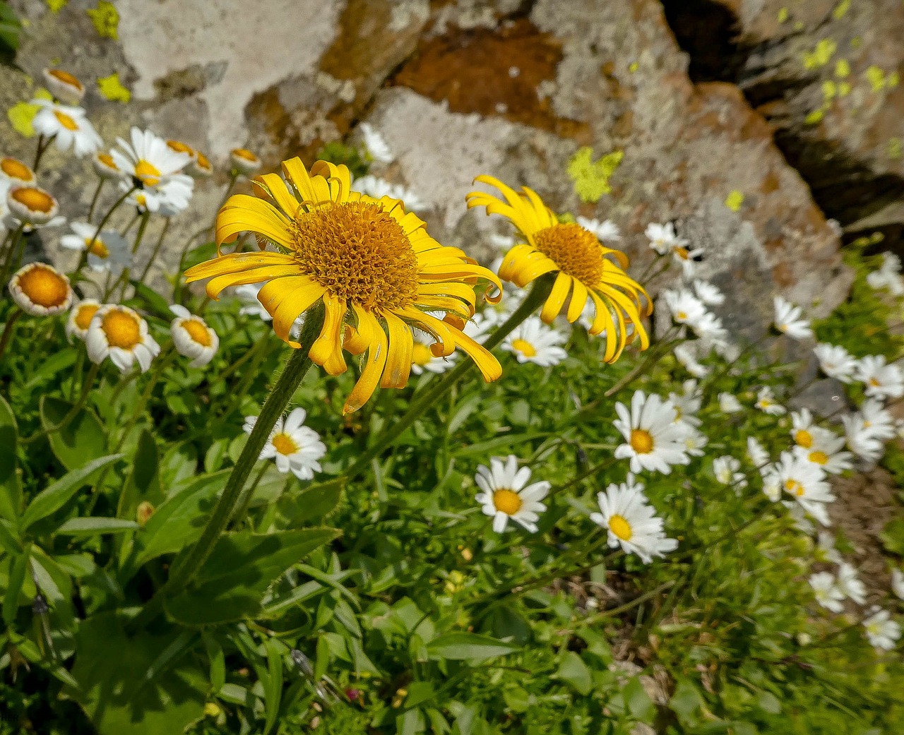 flower  yellow  summer free photo