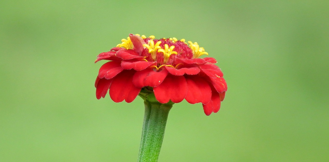 flower  zinnia  summer free photo