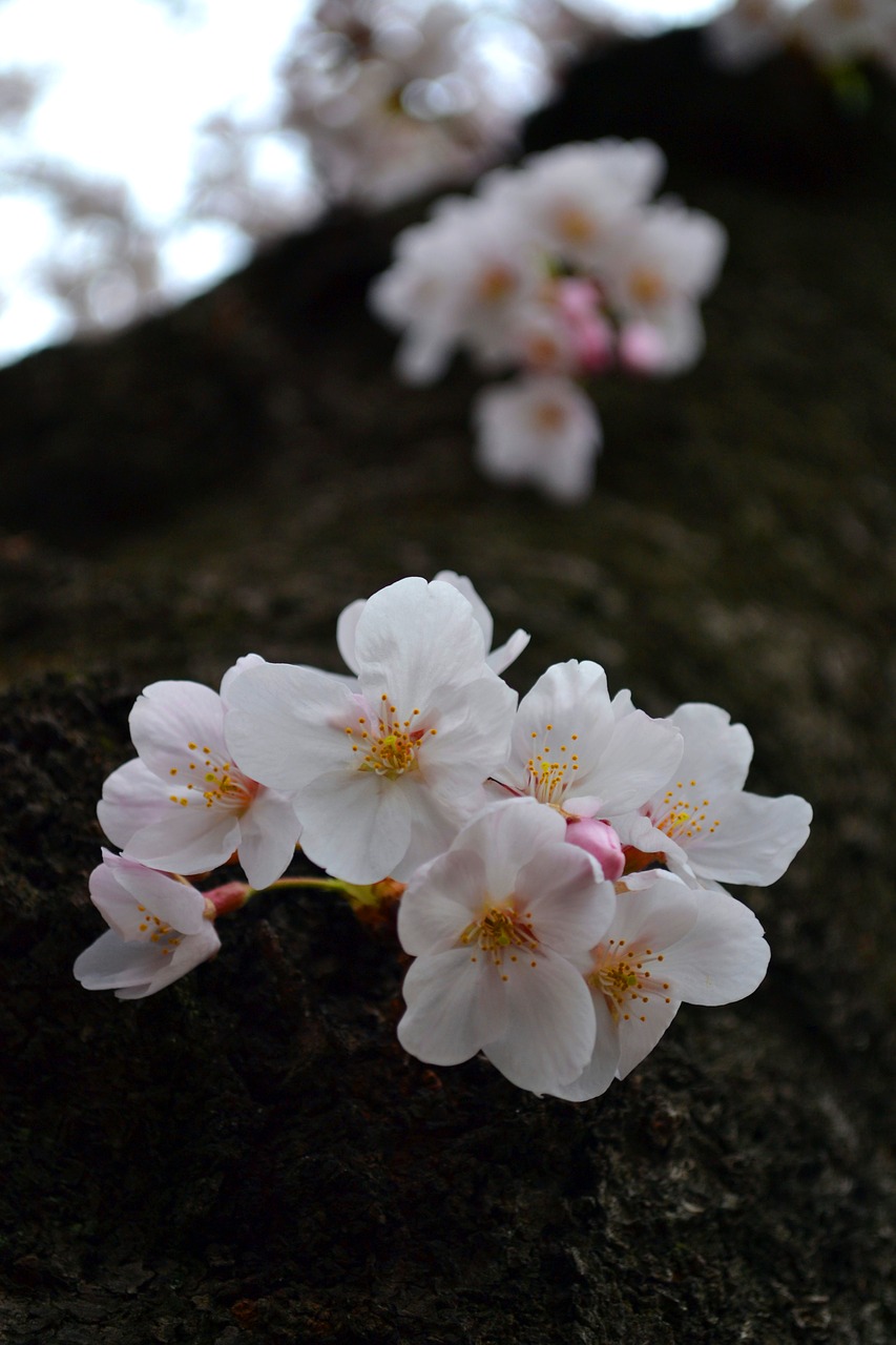 flower  sakura  japan free photo