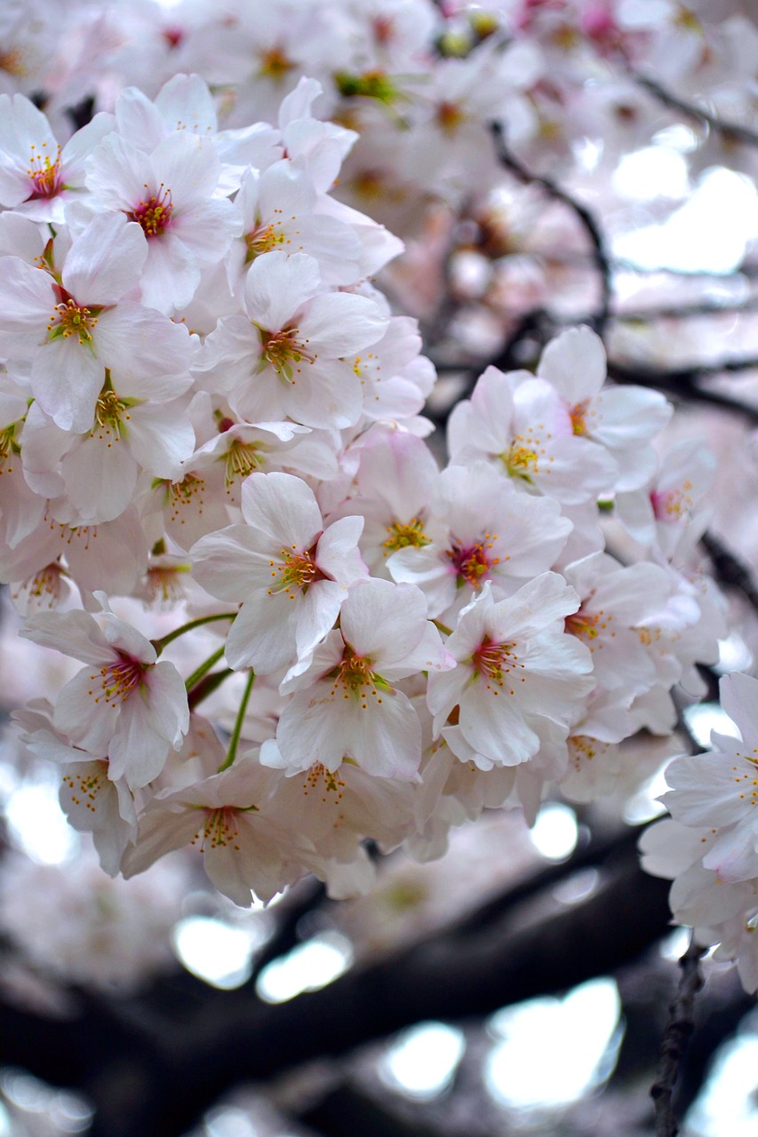 flower  sakura  japan free photo