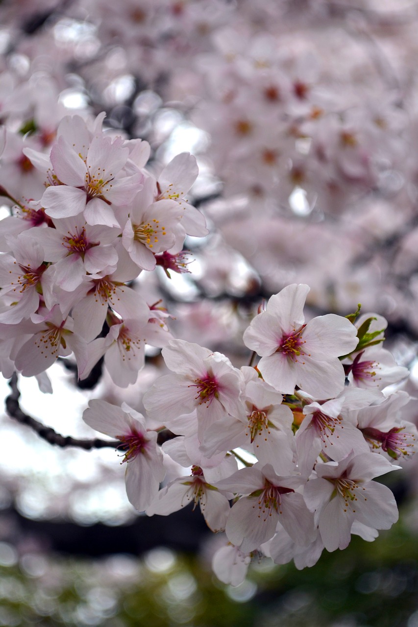 flower  sakura  japan free photo