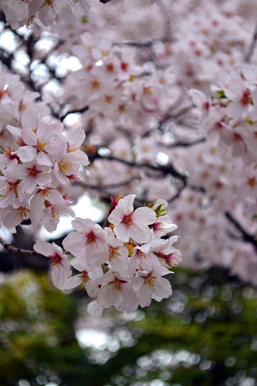 flower  sakura  japan free photo