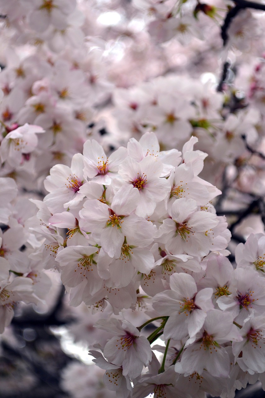 flower  sakura  japan free photo