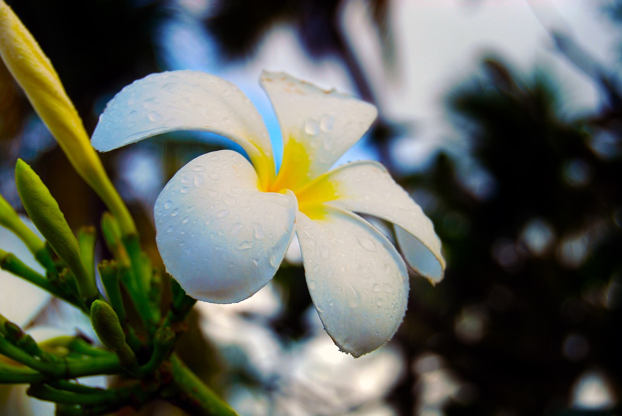 flower  white  plumeria free photo