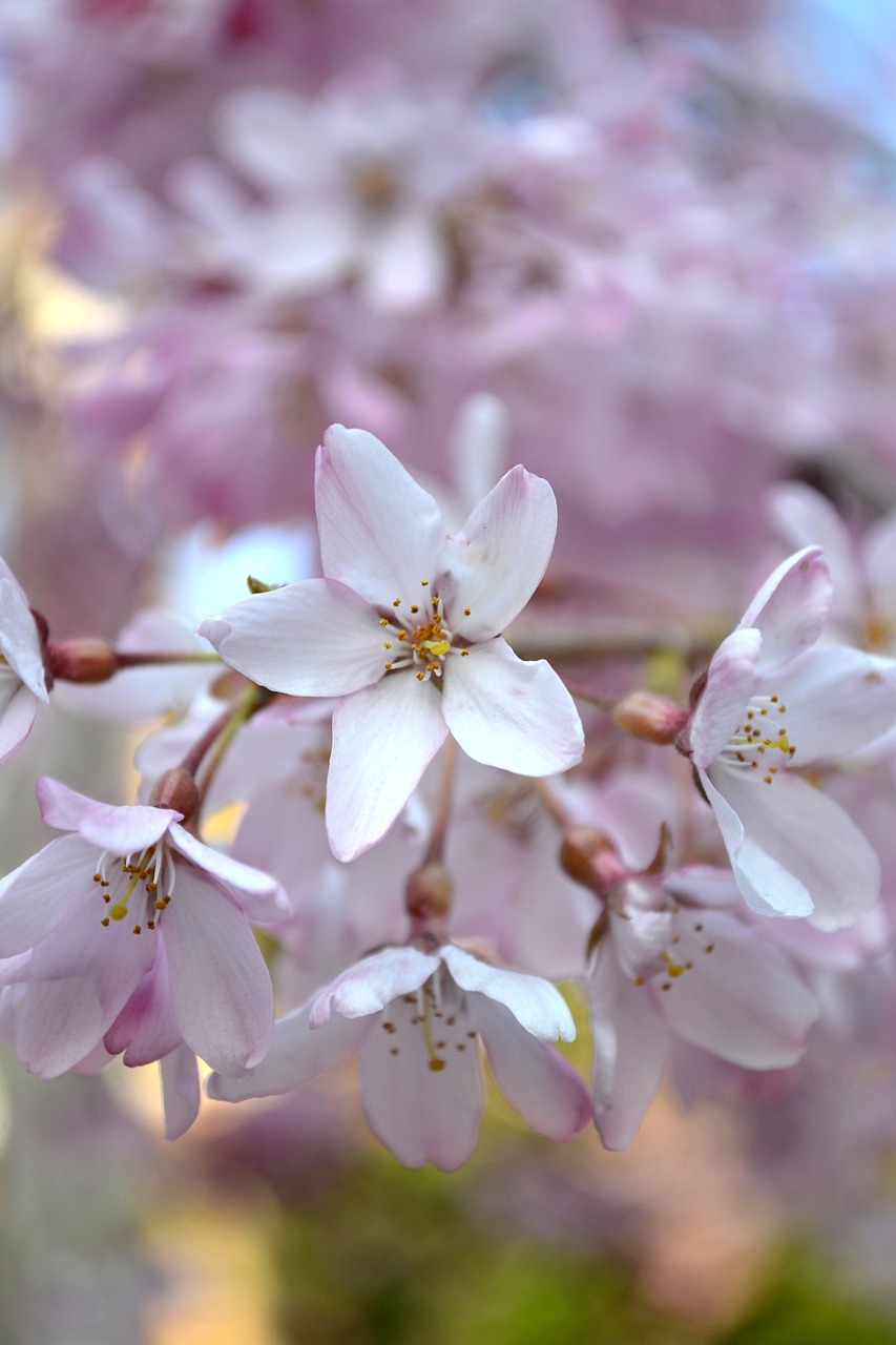 flower  sakura  japan free photo