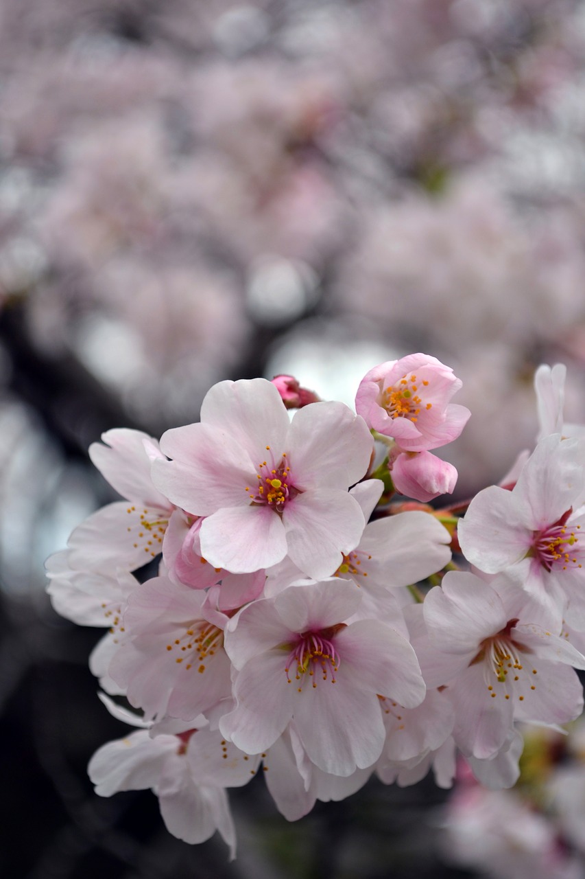 flower  sakura  japan free photo