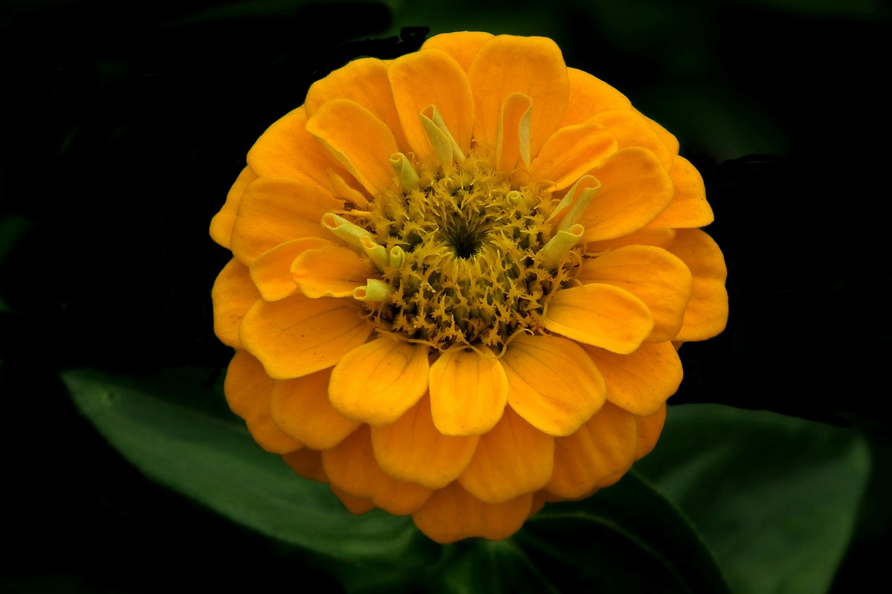 flower  zinnia  yellow free photo
