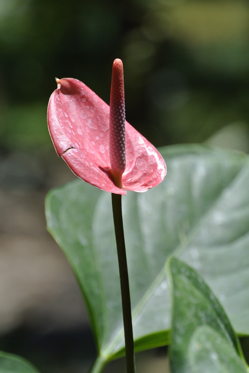 flower nature red free photo