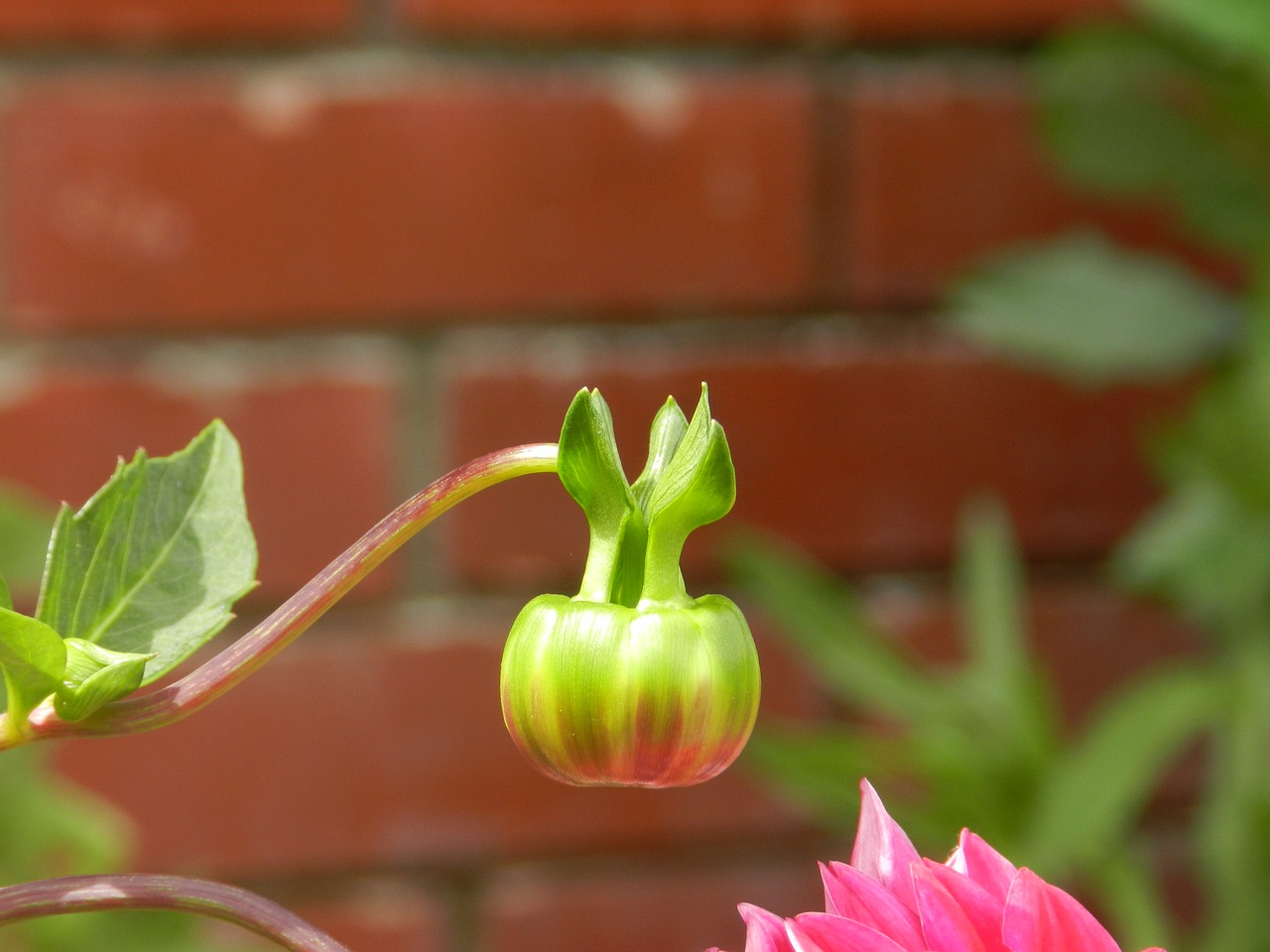 flower  green  beautiful free photo