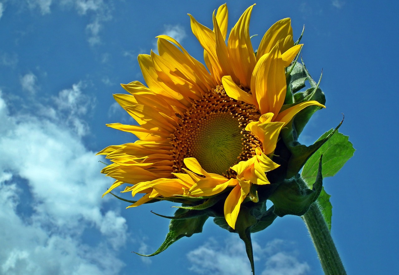 flower  sunflower  sky free photo