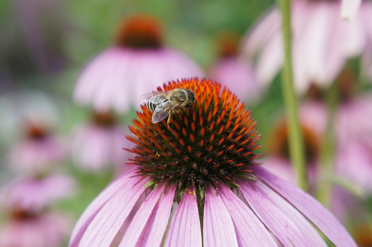 flower  plant  bee free photo