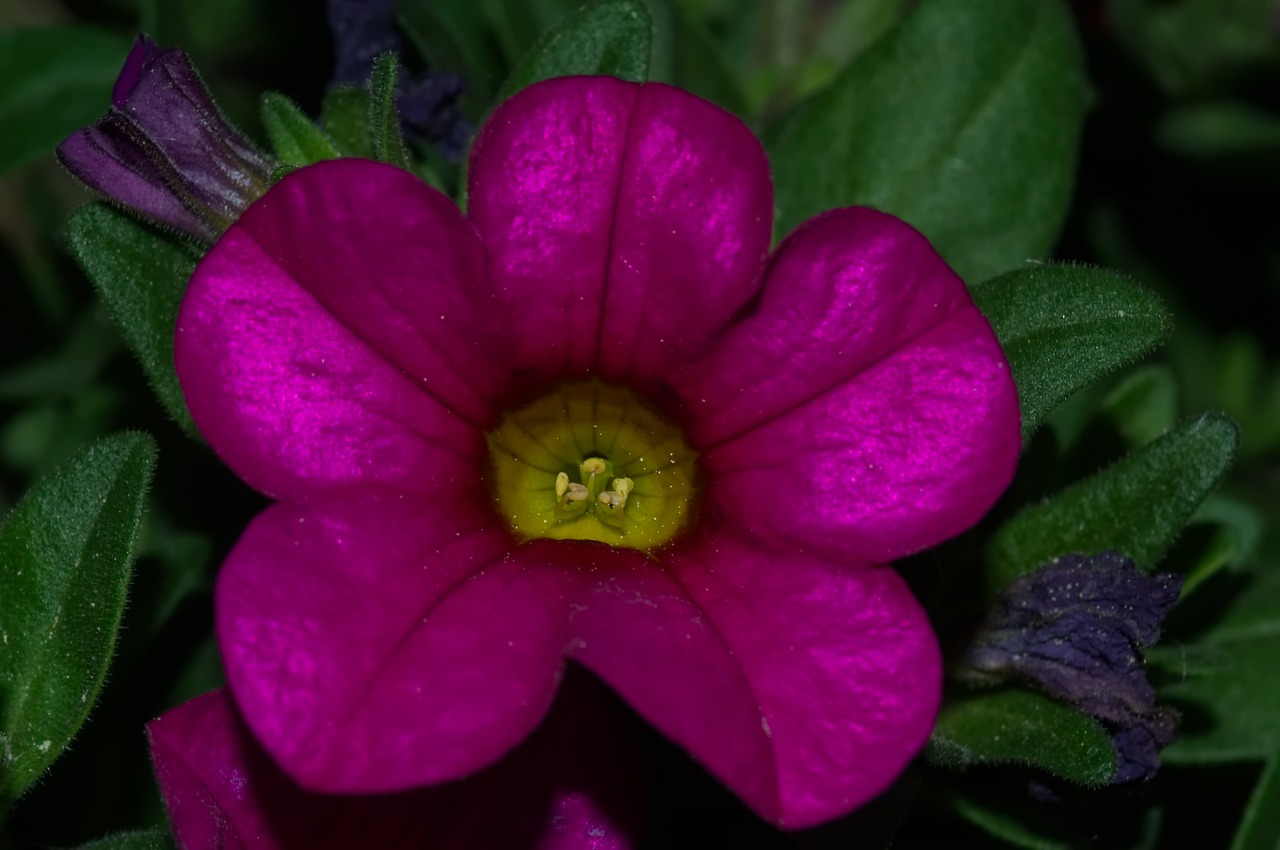 flower  plant  purple free photo