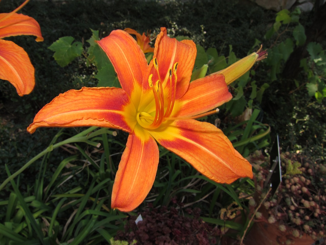 flower  lily  garden free photo