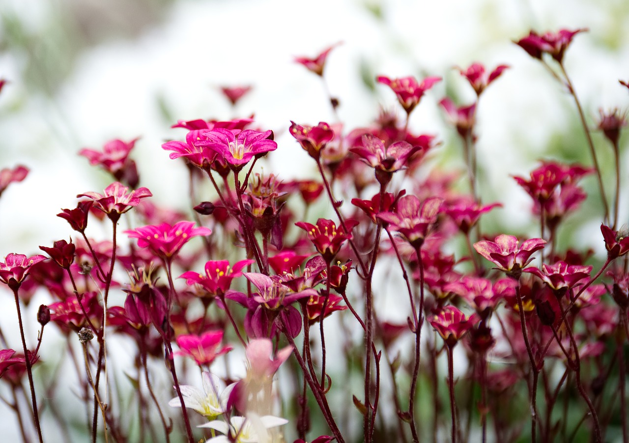 flower  red  blossom free photo