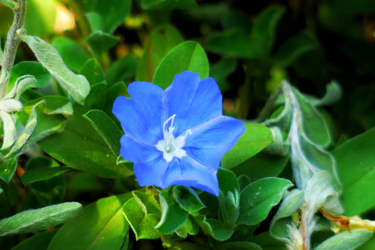 flower  plant  wild flowers free photo