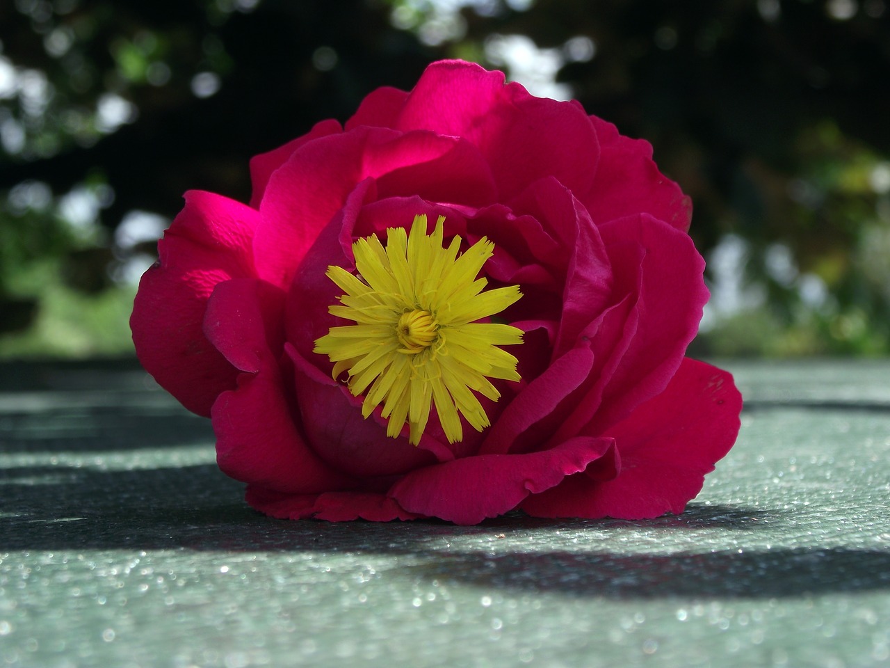 flower  rose  red free photo