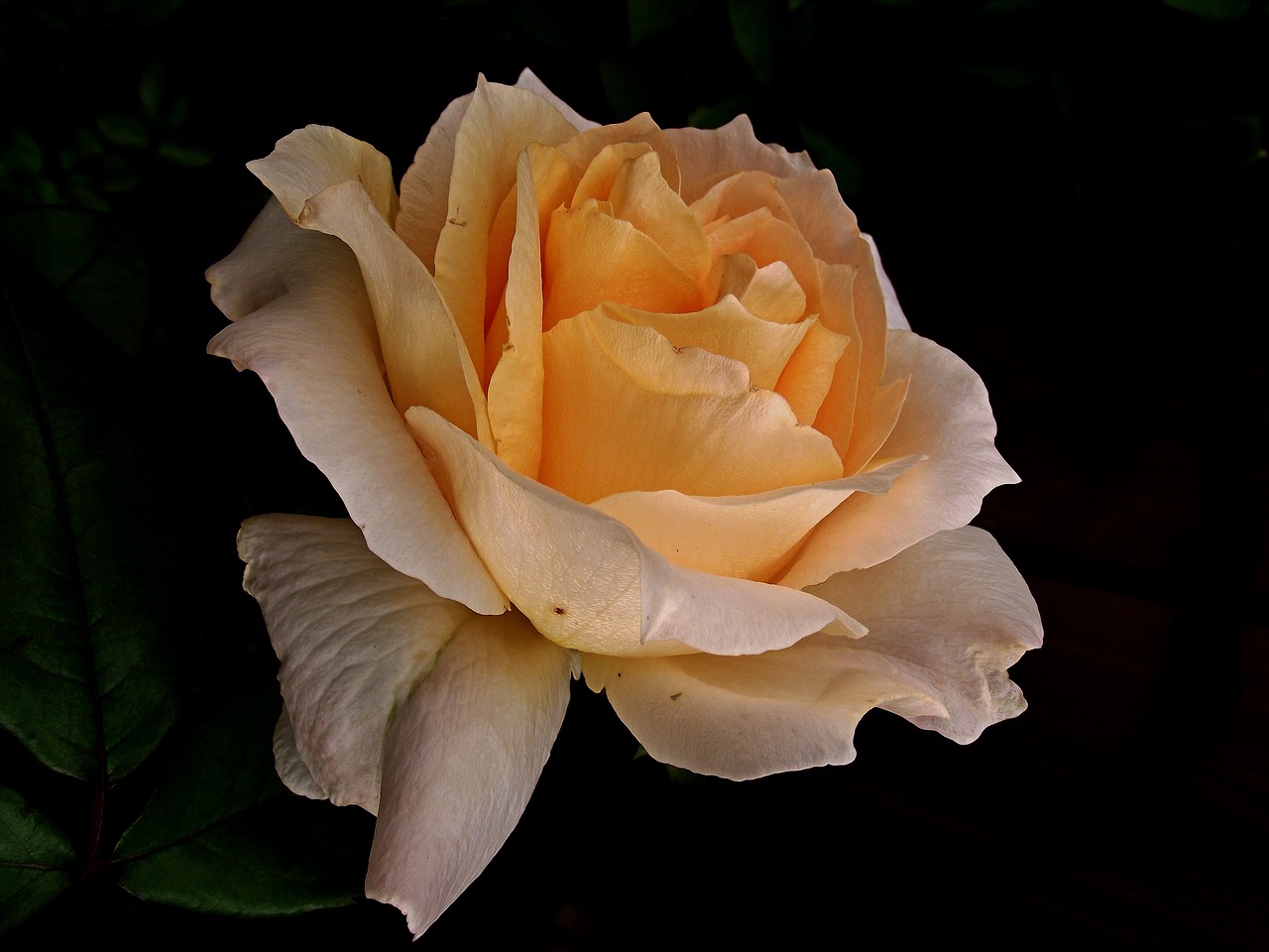 flower  rose  tea free photo