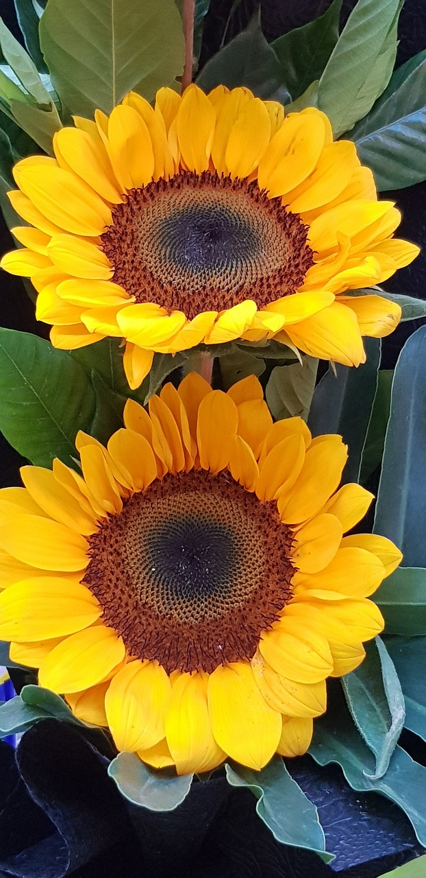 flower  sunflower  plant free photo