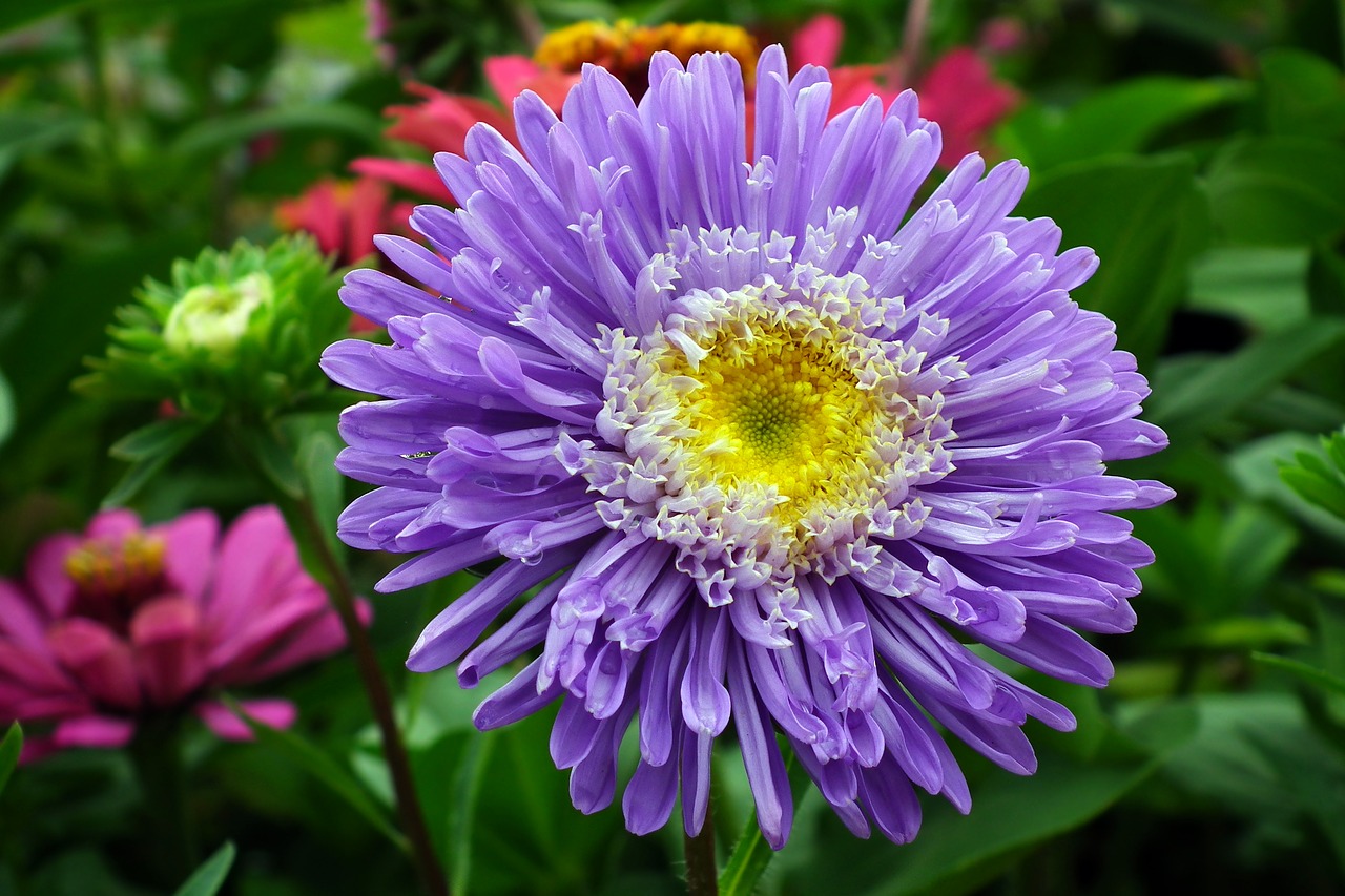 flower  aster  blue free photo