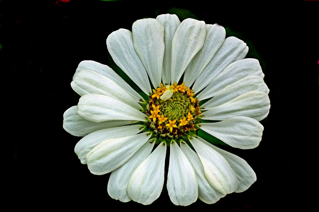 flower  zinnia  white free photo