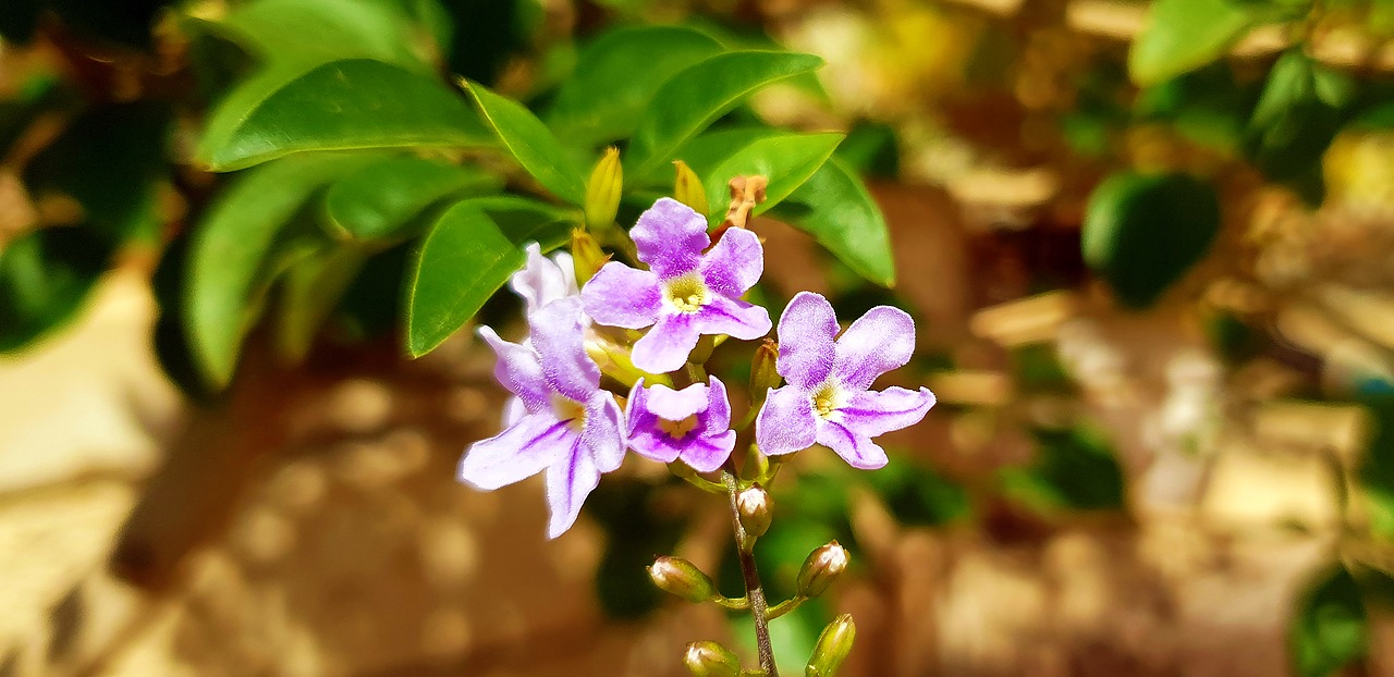 flower  flora  nature free photo