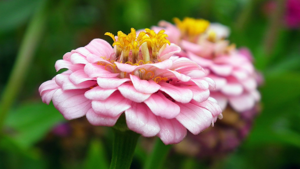 flower  zinnia  pink free photo