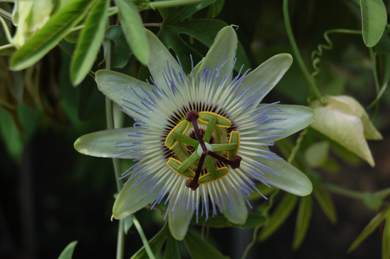 flower  exotic  fruit-of-the-passion free photo