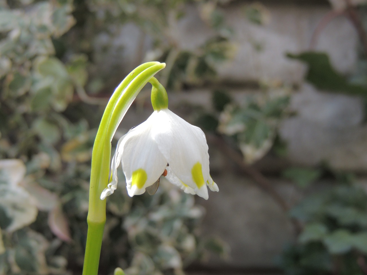 flower  campanulate  garden free photo