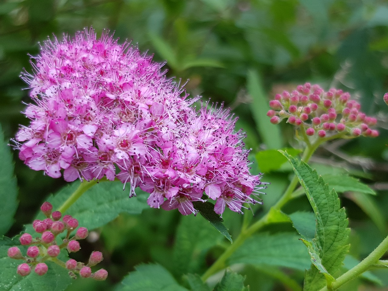 flower  pink  blossom free photo