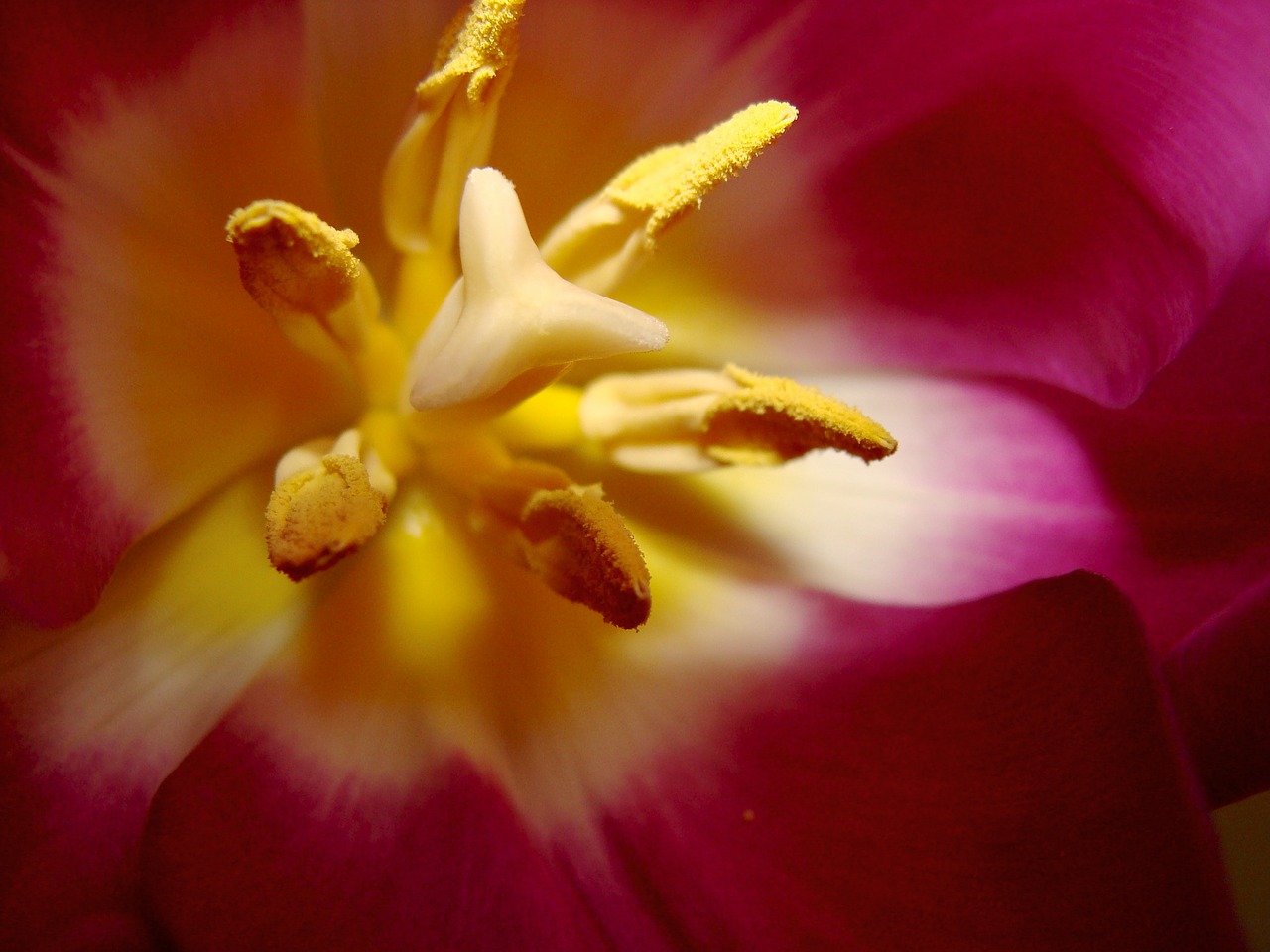 flower tulip red free photo