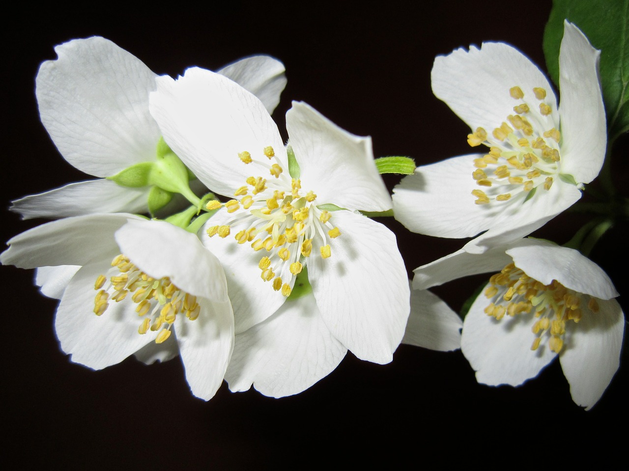 flower jasmine bush free photo