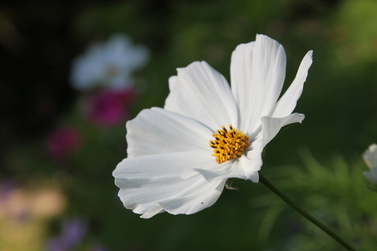 flower  white  yellow free photo