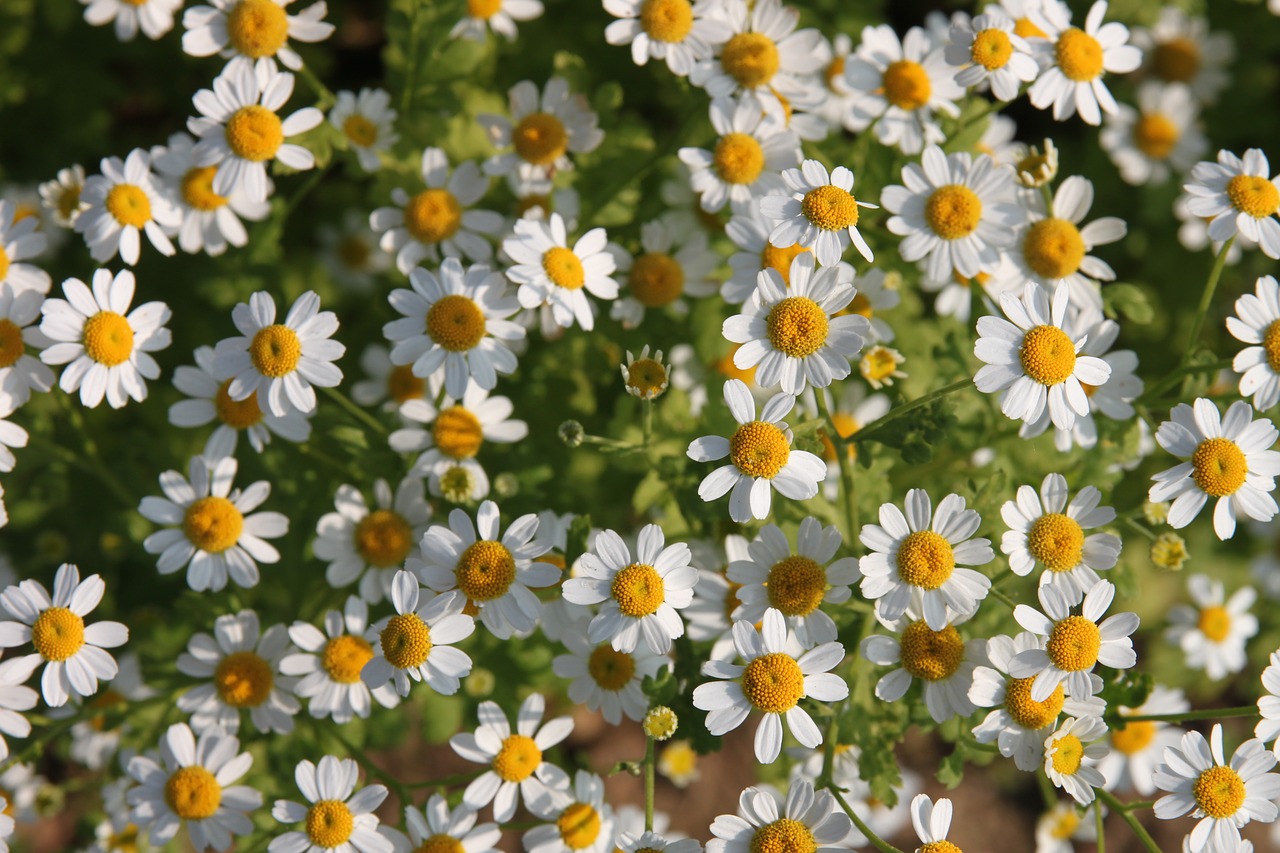 flower  flowers  flora free photo