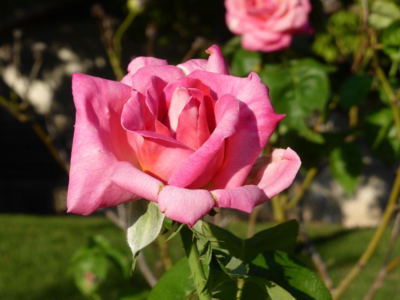 flower  rose  pink free photo