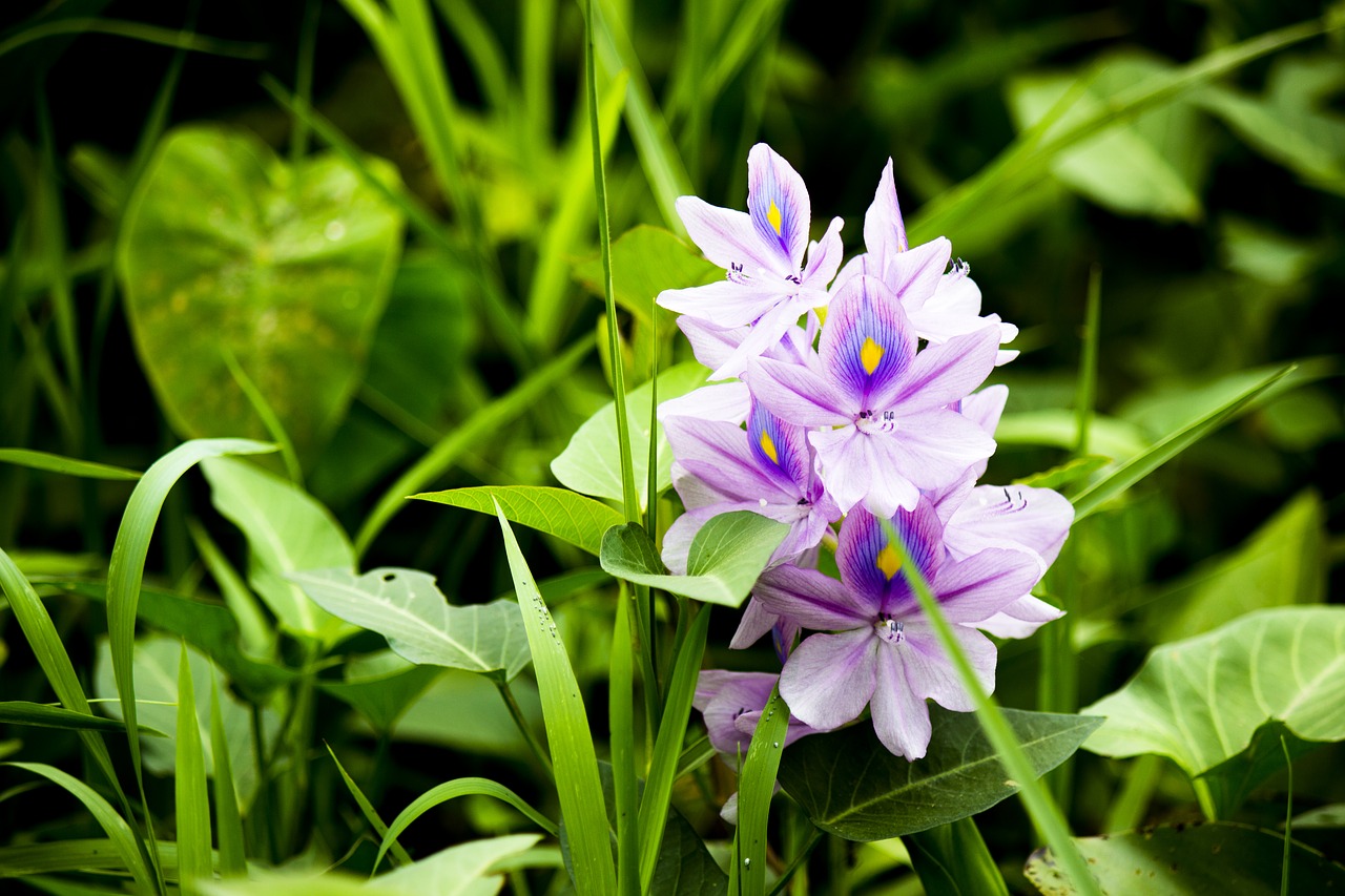 flower  green  purple free photo