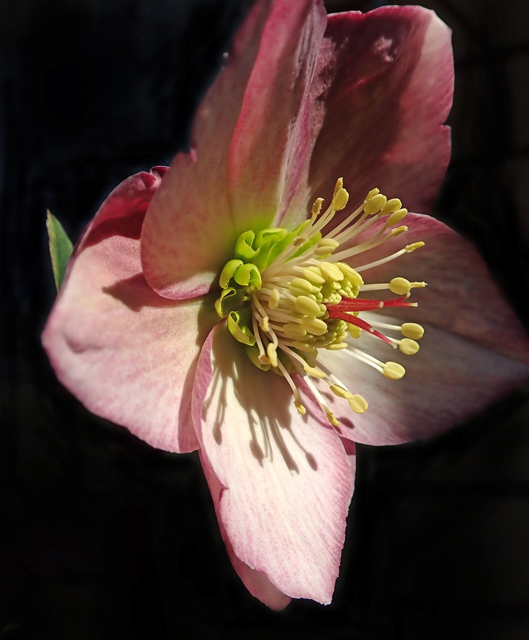 flower  pink  macro free photo